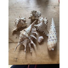 Collection of Assorted Seashells Marlin Spike Conches Shells With Barnacles