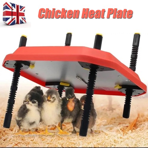 Adjust chick brooder heating - chick,
