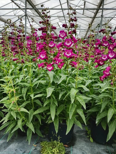 Penstemon violet hardy - penstemon,