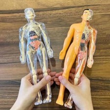 Teaching Tool 3D Human Torso