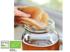 X Large Organic Kombucha Scoby + Instruction And Starter Tea by Kombuchaorganic®