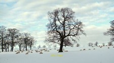 Photo 6x4 Pasture land of Home