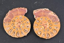 Ammonite perisphincts two - perisphincts,