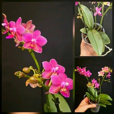 Rare Phalaenopsis Aromio Rose