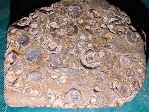 Jurassic multi ammonite - jurassic,