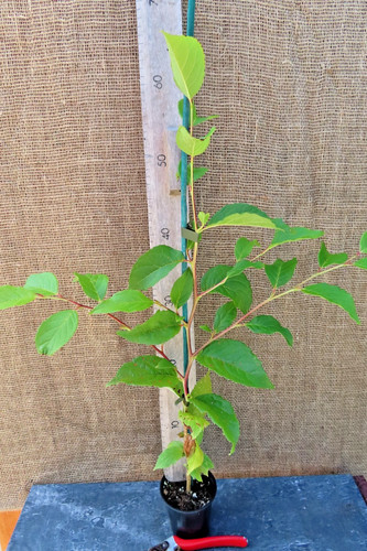 Stewartia pseudocamellia 9cm
