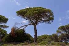 Pinus pinea (Italian Stone