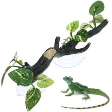 Bearded dragon climbing - bearded,