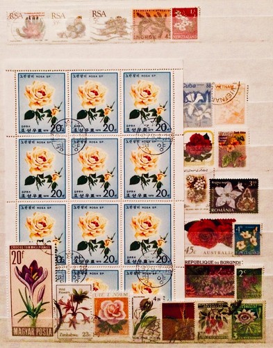 Flowers plants roses souvenir - flowers,