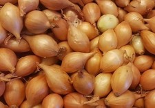 Onion Sets-RADAR Onions Sets  For Plant (Easy way to grow) Bulbs, Ready to Plant