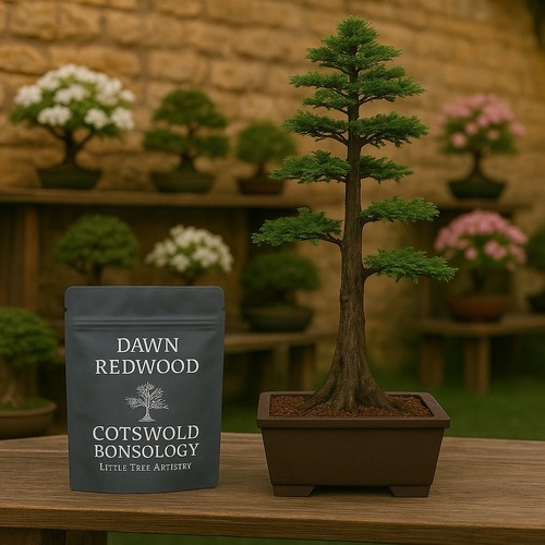 Dawn redwood bonsai - redwood, seeds