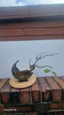 Shohin Japanese Quince Bonsai