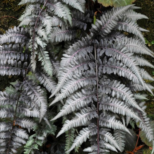 Hardy fern pewter lace silver - lace,,