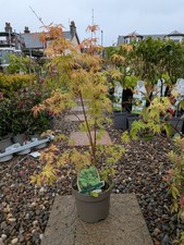 Acer Palmatum Japanese Maple Bonsai Tree | Acer Tree | Seiryu In 3 L Pot