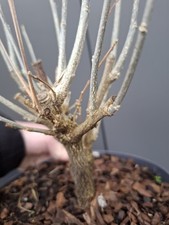 Hibiscus Bonsai Tree raw