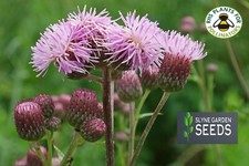 PURPLE MAUVE  CIRSIUM ARVENSE CREEPING THISTLE PERENNIAL WILD FLOWER SEEDS