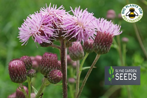 Purple mauve cirsium arvense - purple,