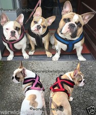 Winter Comfort Harness Dog