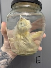 Taxidermy Wet Specimen