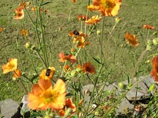 Geum Totally Tangerine Hardy