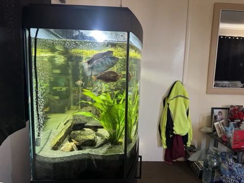 Fluval bowfront glass - bowfront, fish