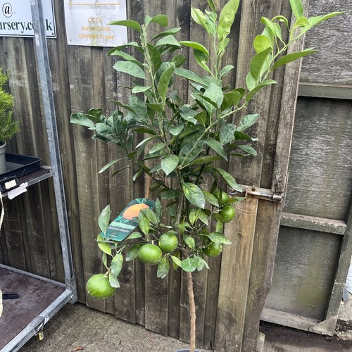 Citrus satsuma sweet juicy - -,