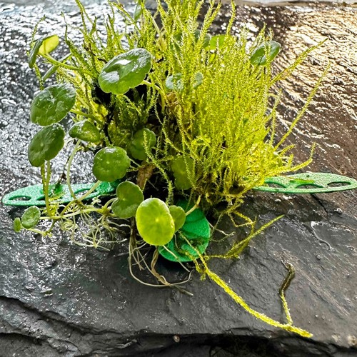 Turtle java moss pad - turtle,
