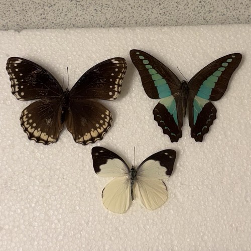 Entomology butterfly specimen - butterfly,
