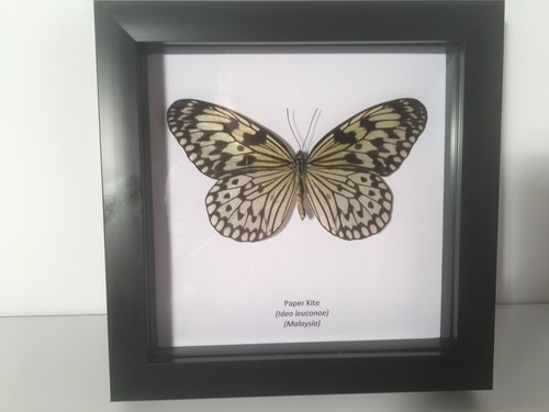 Paper kite - paper, (idea