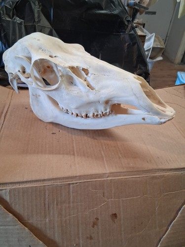 Red hind skull crafts - red,
