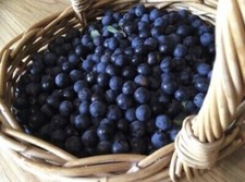 1lb Fresh Suffolk Sloes
