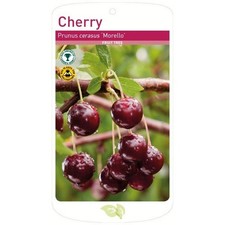 Morello Cherry Tree, Root
