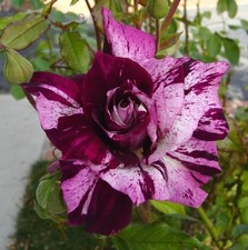 PRE ORDER - PURPLE TIGER - Purple & White Floribunda Rose - Bareroot