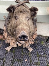 Wild Boars Head Taxidermy Very