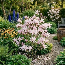 Magnolia Leonard Messel RHS