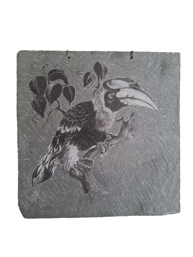 Great hornbill bird etched - bird,