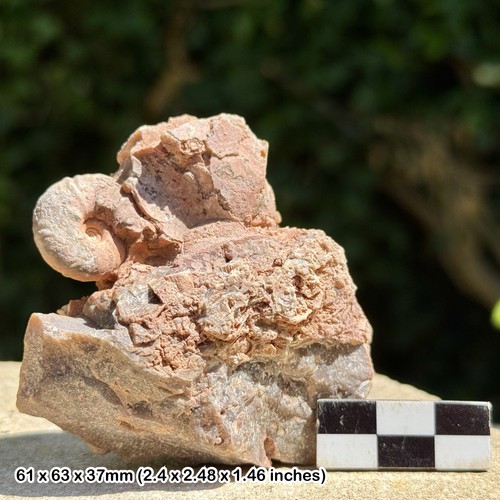 Rare fossil ammonite - rare,
