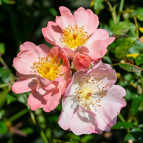 Climbing rose open arms 1 - 'open, x