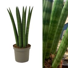 Sansevieria cylindrica Straight - Cylindrical Snake Plant - 20-25cm High inc Pot