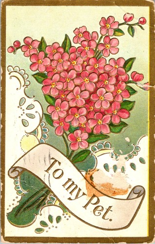 Pink forget not flowers - me,
