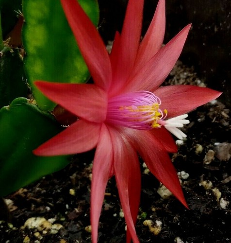 Rare red live easter - red,