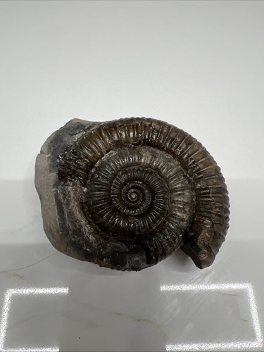 Ammonite fossil - ammonite,