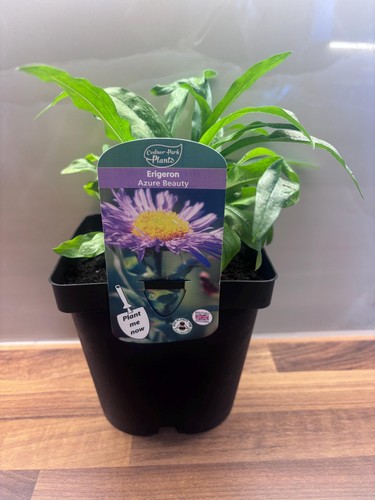 Erigeron azure beauty - beauty, 2l