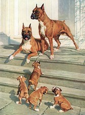 BOXER DOGS AND PUPPIES