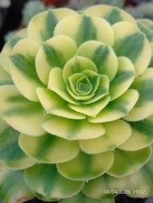 One pot (single head) Aeonium