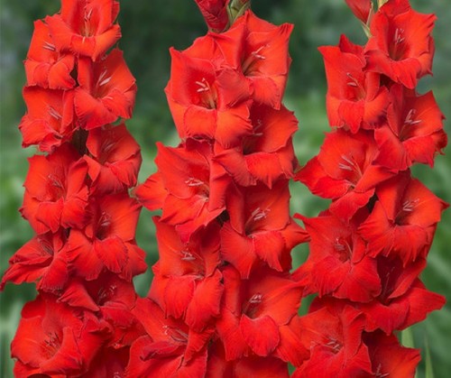 Oscar gladioli hardy - gladioli,