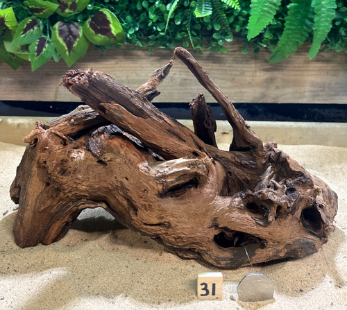 Med large ancient root - ancient, wood