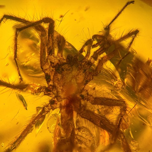 Spider burmese burmite - spider,