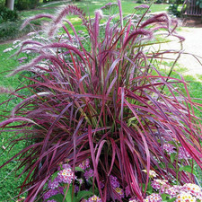 Pennisetum setaceum