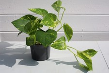 Devil ivy plant - devil’s,
